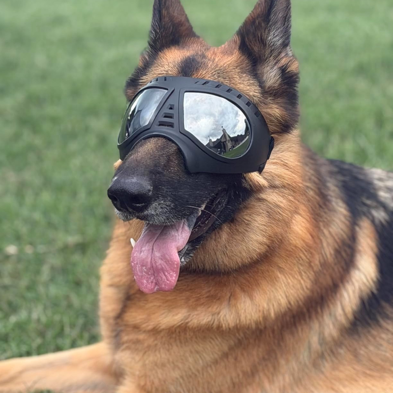 Sunglass Retainer Cord - Pet Glasses for medium large-size Dog